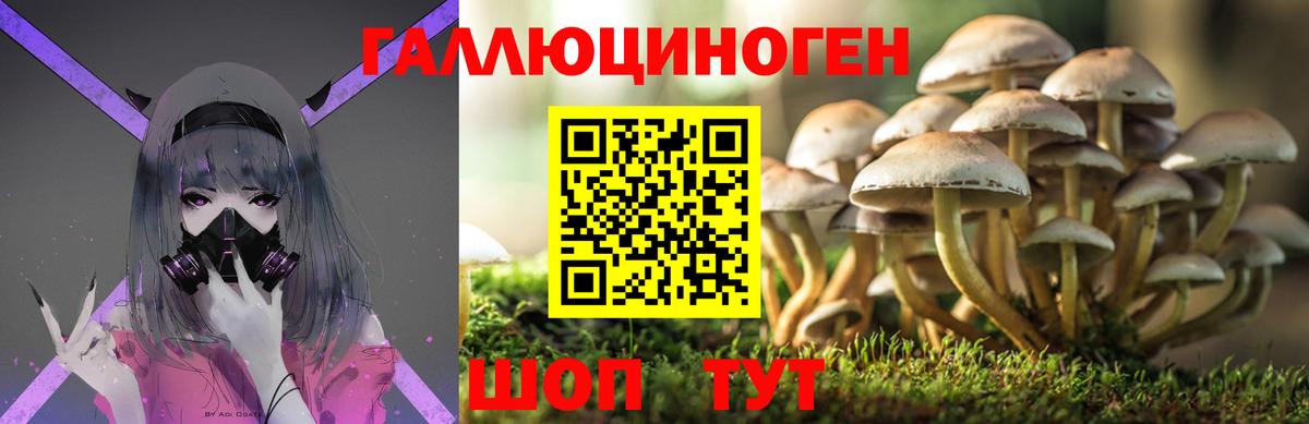 Галлюциногенные грибы Cubensis Сланцы